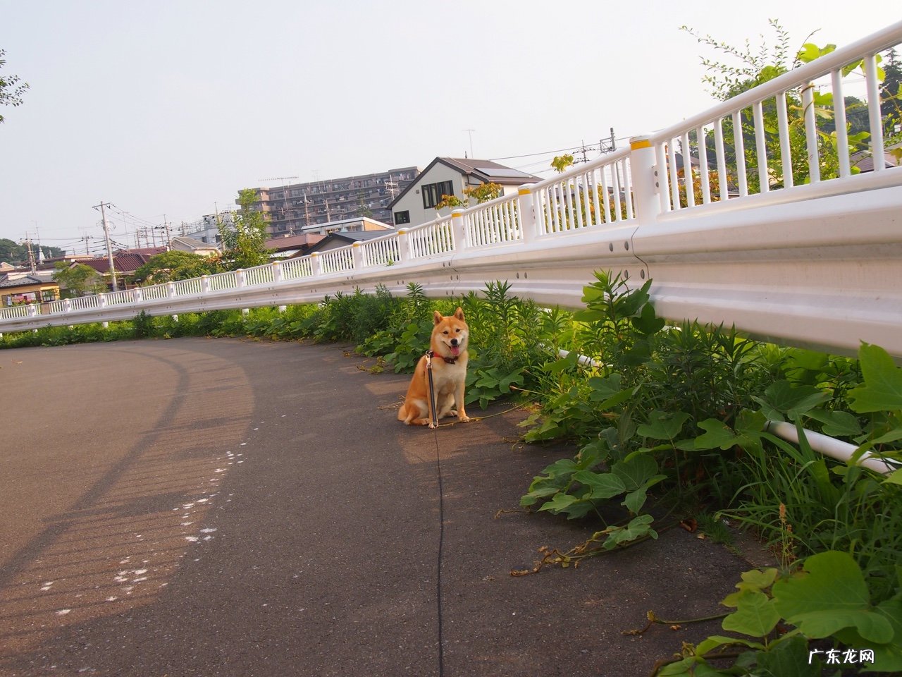 增肌喝牛奶，燕麦，鸡蛋有用吗？