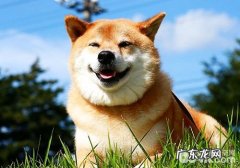 为何小狗夏天更非常容易得皮肤疾病？