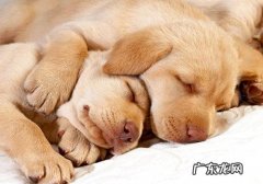 什么叫小狗的产妇恶露？