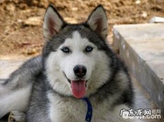 夏天金毛中署解决方案及其防范措施