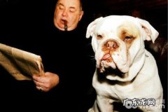 二手烟也是狗狗健康的隐形杀手