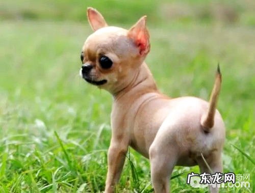 吉娃娃普遍五大皮肤疾病