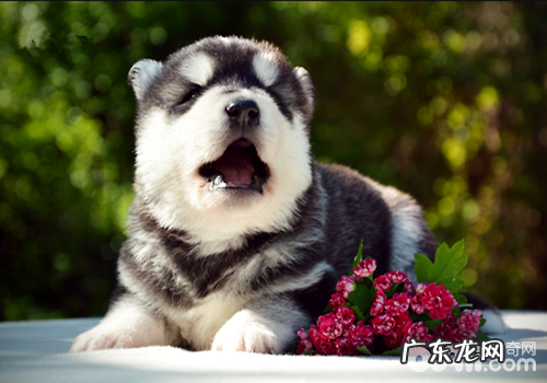 小狗有异味该怎么办?