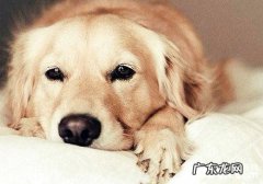 金毛狗狗反复性腹泻怎么办？