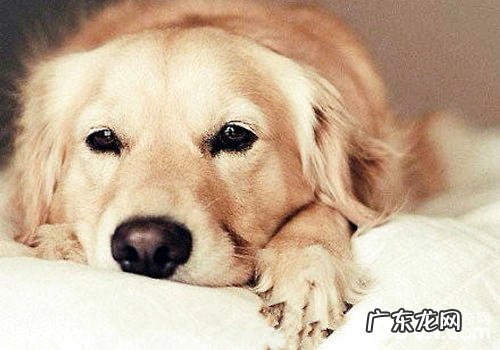 金毛狗狗反复性腹泻怎么办?