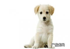 怎样从排便分辨狗狗健康状况