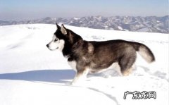 阿拉斯加犬雪橇犬得病的征兆