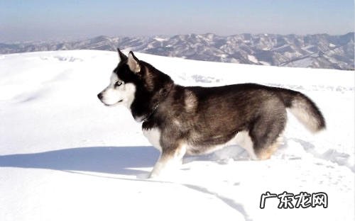 阿拉斯加犬雪橇犬得病的征兆