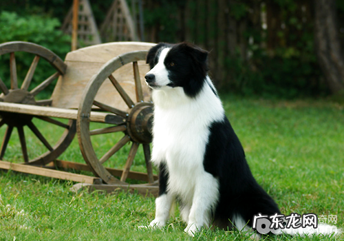 边境牧羊犬能喂止疼药么?