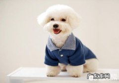 比熊狗狗造成肺炎的原因