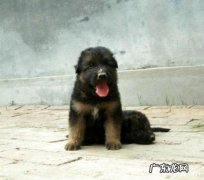 德国牧羊犬稚虫如何驱虫