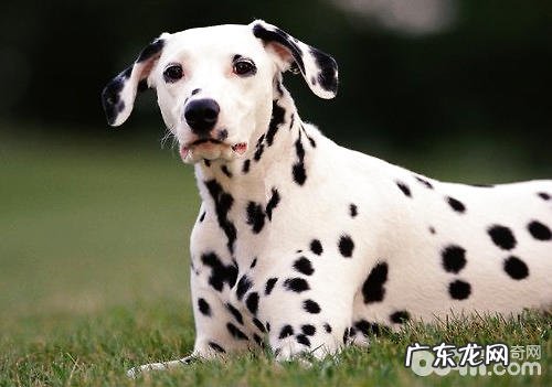 斑点狗双眼的保养方式