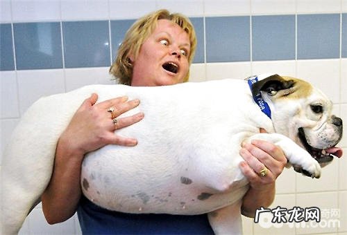 分辨小狗是不是肥胖症的三大方式