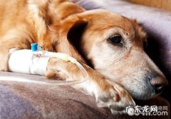 狗狗感冒、细微、犬瘟热症状的差别