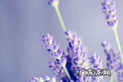 拼多多用什么推广软件更好 拼多多用什么推广最好