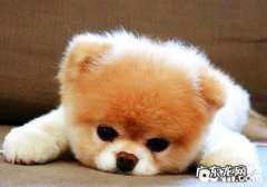 小狗最普遍的十种病症