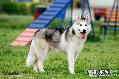 金毛有眼屎该怎么办