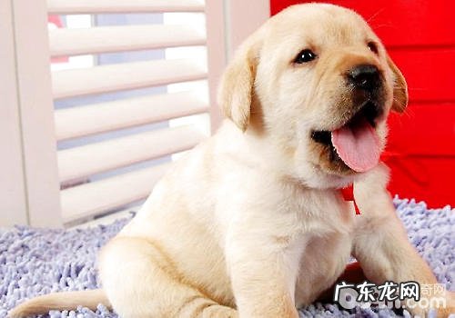 金毛口水多是怎么回事?