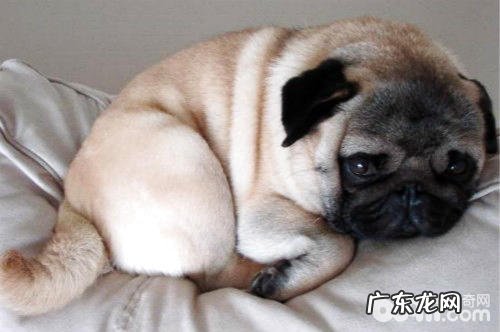 巴哥犬腹泻该怎么办