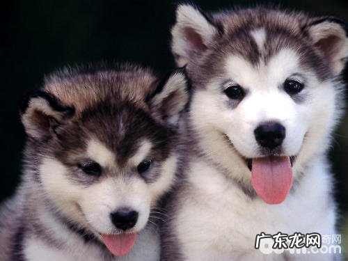 金毛的胃肠该怎样调养