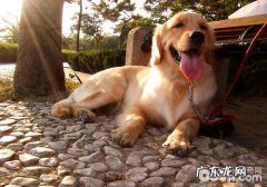 金毛狗狗夏季一直便秘怎么办？