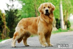 什么叫犬的尿道结石？小狗得了尿道结石该怎么办