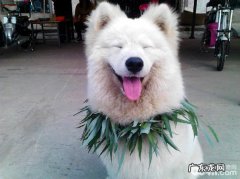 小狗得了糖尿病患者该怎么办？犬糖尿病症状是啥