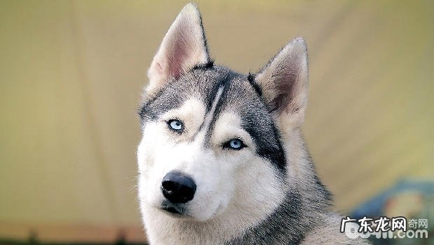 小狗风湿病的发病原因与医治