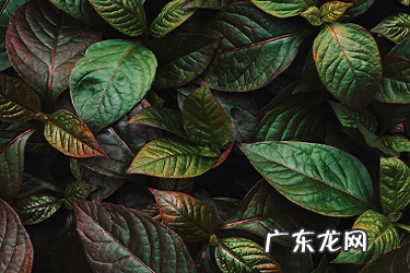 抖音送灯牌要钱吗?加粉丝团有用吗?