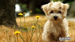 犬外耳炎怎么治疗？小狗外耳炎如何预防