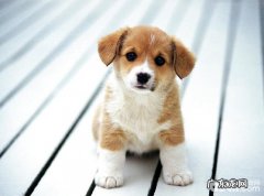 小狗得了牙齿结石怎么治疗？狗狗牙结石能冶疗吗