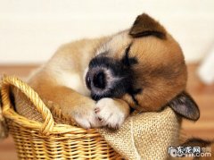 犬泪道阻塞的发病原因与确诊关键点