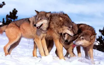 狼性文化是什么意思？什么才是真的狼性文化？