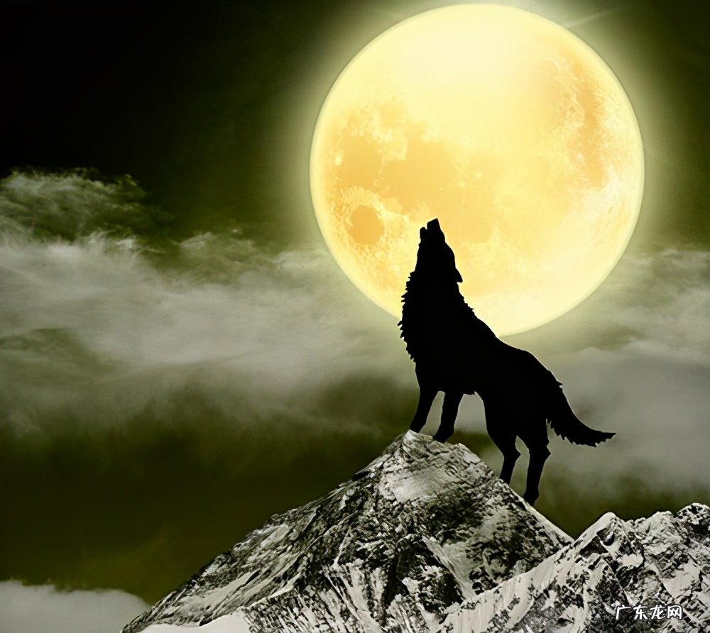 狼性文化是什么意思?什么才是真的狼性文化?