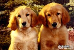 “犬髋关发育不全症”怎么治疗