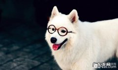 母狗子宫炎的发病原因与治疗方法