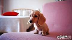 外阴湿疹 母狗阴道炎症的发病原因与治疗方法