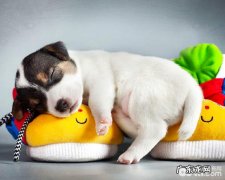 除毛 金毛狗狗的常见疾病：金毛掉毛该怎么办