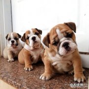 雪纳瑞老年人犬的保养方式和常见问题