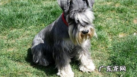 小狗得了犬肠胃炎如何治疗