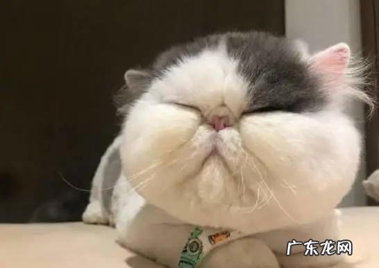 猫咪也有标准体重,这份体重年龄对照表,让你猫咪超重早知道