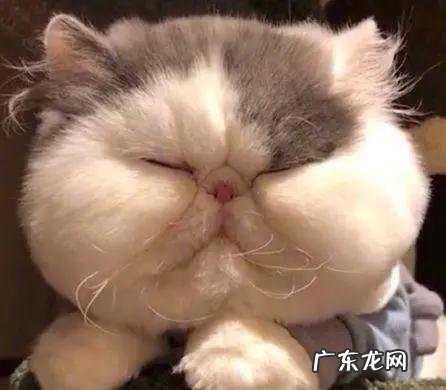 猫咪也有标准体重,这份体重年龄对照表,让你猫咪超重早知道