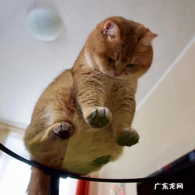 猫咪也有标准体重,这份体重年龄对照表,让你猫咪超重早知道