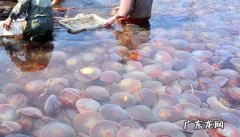 海蜇产地在哪里？怎么挑选海蜇？