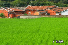 农村养什么赚钱？都有哪些项目？