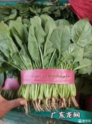 菠菜价格最新行情 菠菜多少钱一斤