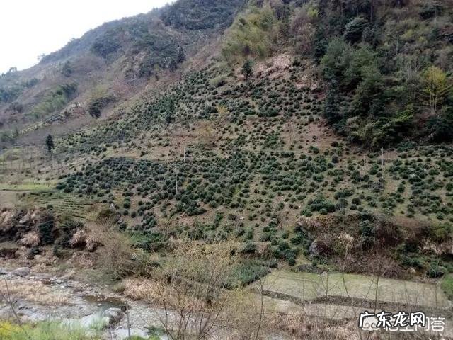 贴息贷款是什么意思? 如果乡村振兴给你贴息贷款100万,100亩地,让你发展一个产业,你会怎么做?