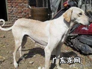 专业养狗的风险与利润? 在农村养狗利润高吗?