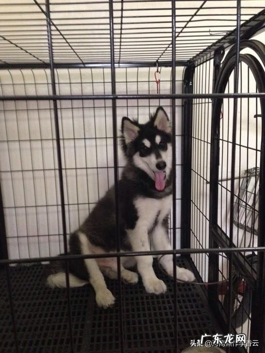 专业养狗的风险与利润? 在农村养狗利润高吗?