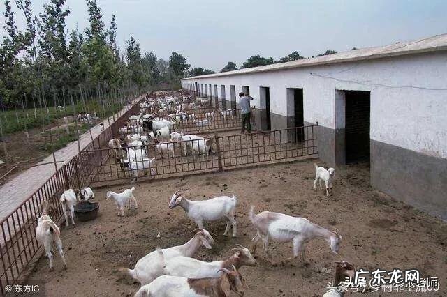 专业养狗的风险与利润? 在农村养狗利润高吗?